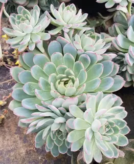 Echeveria 'Apus' — rosettes charnues vert bleuté aux bordures rosées · Pot 2.5L