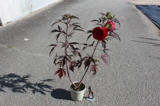 Pot 3.5L