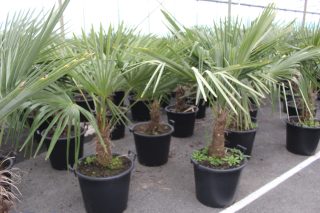 Pot 50L