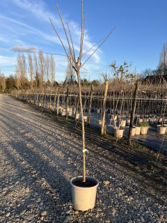 Pot 15L Formé en demi-tige (tige 130 cm) – Hauteur 175/200 cm (hors pot)