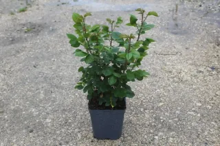 Pot 5L