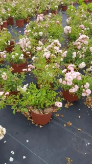 Rosier couvre-sol 'The fairy rose' (Rosa) — massif de petits arbustes fleuris en pots · Pot 3L