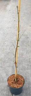 Cornouiller mâle 'Jolico' (Cornus mas) — jeune arbuste tuteuré aux rameaux presque nus · Pot 6L Baliveau