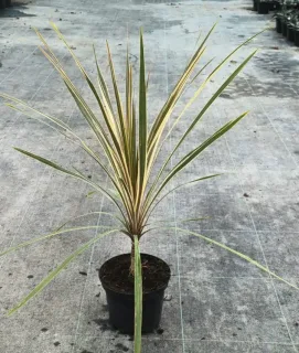 Faux-Dragonnier 'Torbay Dazzler' (Cordyline australis) — jeune plante graphique à longues feuilles rubanées · Pot 2.5L