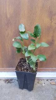 Citronnier 4 saisons (Citrus limon) — jeune plant vert en pot noir de pépinière · Godet