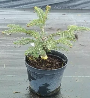 Sapin pectiné (Abies alba) — jeune conifère ramifié dans un pot noir · Pot 2.5L