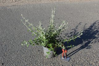 Pot 3L