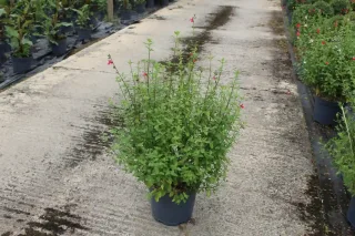 Sauge de graham 'Grahamii' (Salvia microphylla) — jeune arbuste buissonnant en pot de pépinière · Pot 7.5L