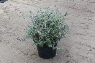 Pot 7.5L