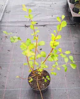 Saule à oreillettes (Salix aurita) — jeune arbuste ramifié en pot noir · Pot 2.5L
