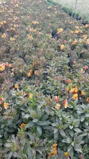 Alstroemeria 'Summer breeze' (Alstroemeria aurea) — large massif de vivaces fleuries jaune orangé · Pot 3L