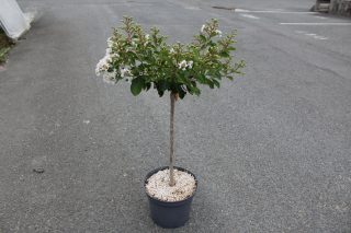 Pot 7.5L MTI