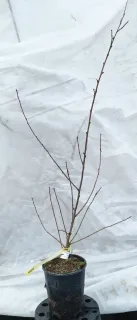 Pêcher franc 'Chanturgue' (Prunus persica) — jeune scion à feuilles caduques sans feuillage apparent · Pot 2L