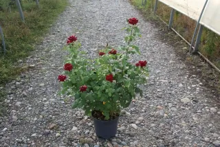 Rosier 'Bertrand amoussou' (Rosa hybrida) — buisson fleuri à grandes roses rouges sur gravier · Pot 7.5L