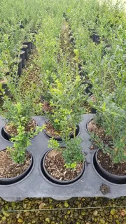 Houx crénelé 'O 'farrowsk6' (Ilex) — jeunes arbustes en pot alignés sur table · Pot 3L