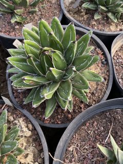 Pot 5L Hauteur 8-10 cm (hors pot)