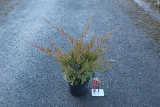 Genévrier 'Mint julep' (Juniperus media) — arbuste conifère en pot noir sur bitume · Pot 3L