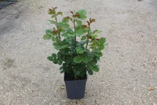 Pot 5L