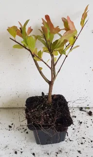 Grand grenadier à fruit 'Provence' (Punica granatum) — jeune plant ramifié en godet, racines apparentes