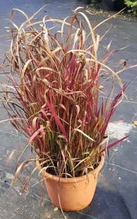Impérate 'Red baron' (Imperata cylindrica) — touffe dense de feuilles rouge brun en pot · Pot 3L Touffe