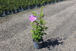 Pot 3L hauteur moyenne 40/60 cm (hors pot)