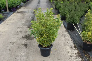 Fusain du japon 'Aureomarginatus' (Euonymus japonicus) — arbuste dense au feuillage vert bordé de jaune · Pot 7.5L
