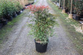 Pot 15L hauteur moyenne 80/100 cm (hors pot)