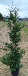 Cyprès de Leyland (Cupressocyparis leylandii) — conifère élancé en pleine terre sur sol nu · Pot 8L