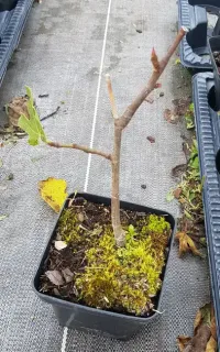 Figuier brown turkey (Ficus carica) — jeune plant ligneux avec quelques feuilles en pot · Pot 1.5L Touffe