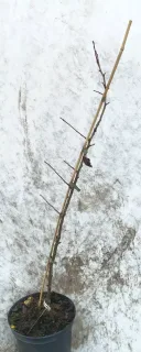 Poirier d'ornement de chine (Pyrus calleryana) — jeune tige ligneuse dressée aux rameaux nus · Pot 8L Baliveau