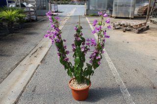 Pot 6L