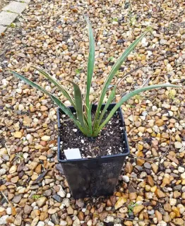 Dague espagnole géante (Yucca carnerosana) — jeune plant graphique dans pot noir plastique · Pot 3L Touffe