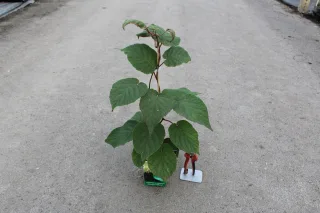 Pot 2L