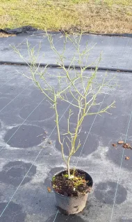Agrume hybride 'Forner alcaide® 5' (Citrus) — jeune agrume défeuillé en pot sur bâche · Pot 3L Touffe