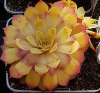 Joubarbe à rosette jaune orangé 'Gold nugget' (Sempervivum) — rosette succulente jaune orangé aux pointes rosées · Pot 0.5L