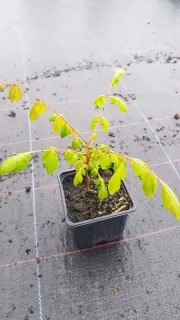 Savonnier de Chine (Koelreuteria paniculata) — jeune plant feuillu en pot plastique carré · Godet