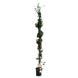 Jasmin étoilé (Trachelospermum jasminoides) — plante grimpante tuteurée en pot noir · Pot 10L