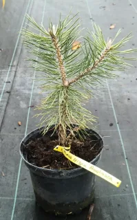 Pin noir 'Austriaca' (Pinus nigra) — jeune conifère en pot de pépinière noir · Pot 2.5L