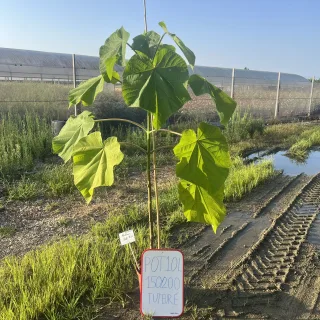 Pot 10L  hauteur 150/200 cm tuteuré