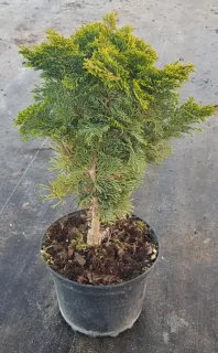 Cyprès du japon 'Nana gracilis' (Chamaecyparis obtusa) — conifère compact au feuillage vert dans un pot plastique noir · Pot 3L
