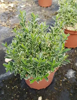 Fusain du japon 'Micro albovariegatus' (Euonymus japonicus) — jeune arbuste compact au feuillage panaché en pot · Pot 3L Touffe