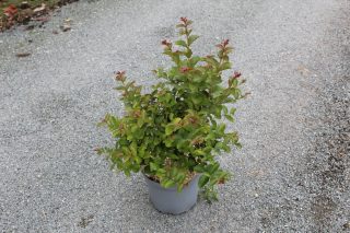 Pot 7.5L  Touffe