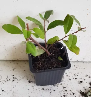 Chalef d'automne à baies rouges 'Sweet'n'sour' (Eleagnus umbellata) — jeune plant aux feuilles vertes en pot plastique · Godet
