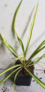 Yucca 'Golden sword' (Yucca flaccida) — jeune plant graphique aux longues feuilles panachées · Godet