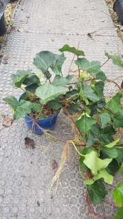 Lierre couvre-sol 'Bellecour ®' (Hedera) — longues tiges traînantes à larges feuilles vertes · Pot 2.5L