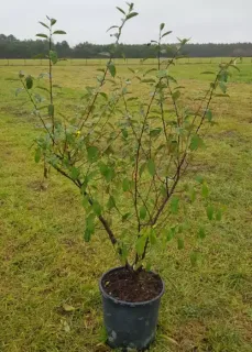 Chalef d'automne (Eleagnus umbellata) — jeune arbuste ramifié en pot sur gazon · Pot 25L