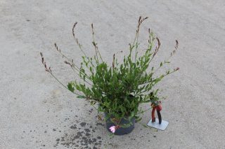 Pot 3L