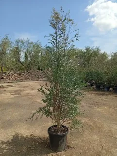 Eucalyptus à feuilles rondes 'Azura' (Eucalyptus gunnii) — jeune arbre en pot sur sol nu · Pot 25L