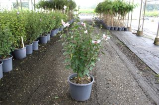 Pot 15L hauteur moyenne 80/100 cm (hors pot)
