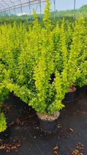 Épine-vinette de thunberg 'Maria' (Berberis thunbergii) — arbuste dressé au feuillage vert clair en pot · Pot 3L Touffe